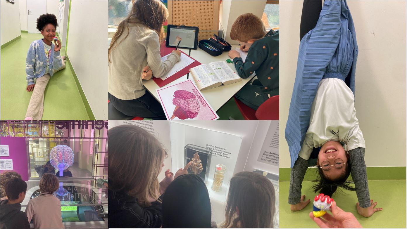 ibms students creating their own brain models and designing informative posters | ibms-Schüler entwerfen eigene Modelle eines Gehirns und gestalten lehrreiche Plakate.