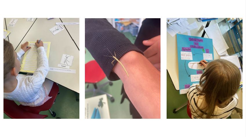 ibms primary class students exploring the anatomy of stickbugs | ibms-Grundstufenschüler erkunden den Körperbau von Stabheuschrecken.