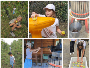 A collage of six photos depicting children harvesting apples and making apple cider. The photos show children picking apples from trees in an orchard, preparing apples for cider using a yellow chute, operating a wooden press, and washing apples in a tub of water.